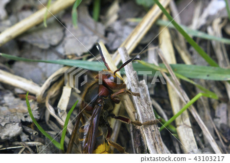Large European hornet (Vespa crabro) crawls 43103217