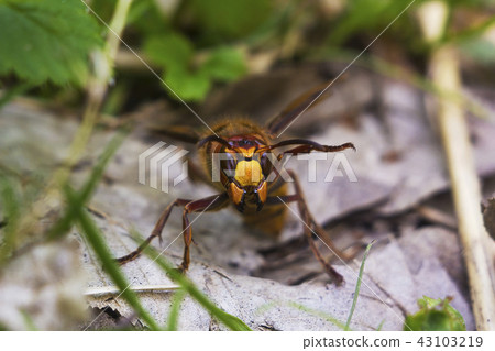 Portrait of large European hornet (Vespa crabro) 43103219