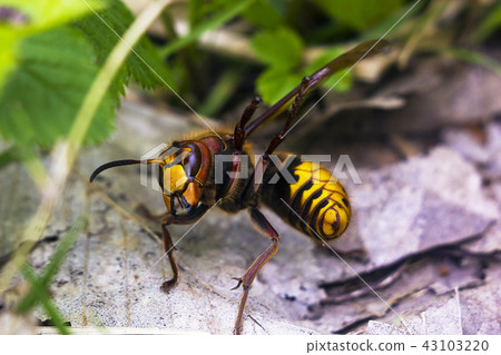 European hornet (Vespa crabro) raise paws 43103220
