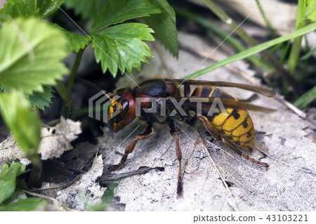Large European hornet (Vespa crabro) side view 43103221
