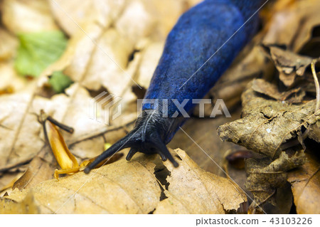 Portrait blue Bielzia coerulans slug crawls 43103226