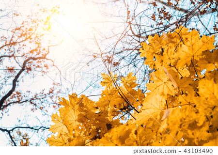 Colorful maple leaves on a background of trees 43103490
