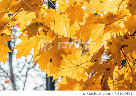 Colorful maple leaves on a background of trees 43103491