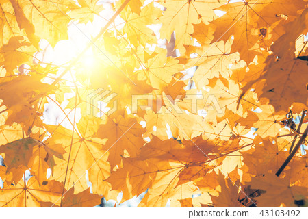 Yellow maple leaves close up, autumn background 43103492