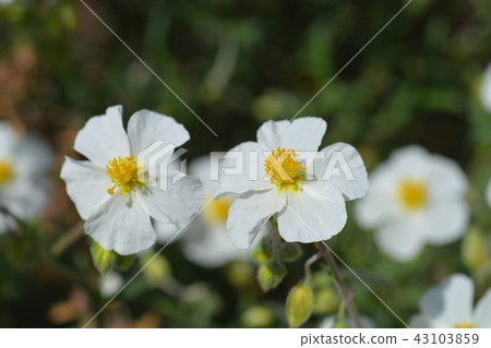 White rockrose 43103859