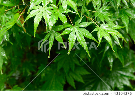 Maple 43104376