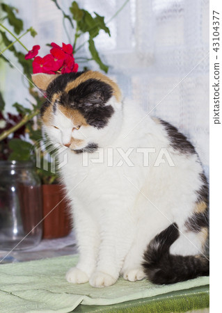Beautiful calico cat sits on table 43104377