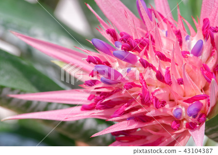 Bromeliad, the tropical colorful flower Bromeliad, the tropical colorful flower 43104387