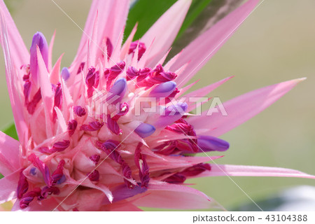 Bromeliad, the tropical colorful flower Bromeliad, the tropical colorful flower 43104388