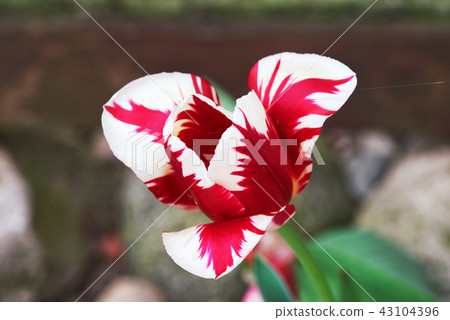 Closeup of white red colored tulip in bloom Closeup of white red colored tulip in bloom 43104396