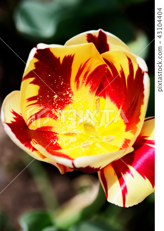 Red orange colored tulip in bloom Red orange colored tulip in bloom 43104404