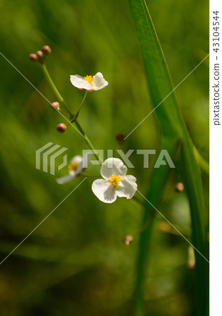 Aquatic plants (omodaca) Aquatic plants (omodaca) 43104544