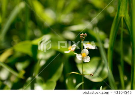 Aquatic plants (omodaca) Aquatic plants (omodaca) 43104545