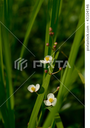 Aquatic plants (omodaca) 43104546