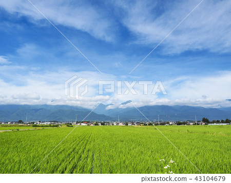 長野縣鄉村風光和北阿爾卑斯山 43104679