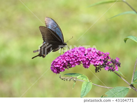 Buddha and a crowger swallowtail 43104771
