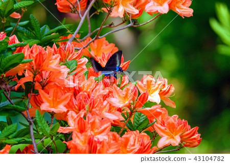 Miyama crow bean and azalea 43104782