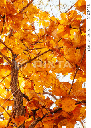 Yellow maple autumn leaves. Gangwon, South Korea Yellow maple autumn leaves. Gangwon, South Korea 43105068