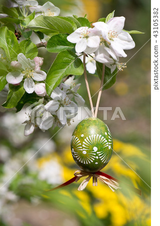 Easter egss hanging on the twig of apple tree  43105382