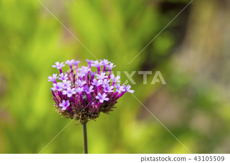 馬鞭草（Verbena Bonariensis） 43105509