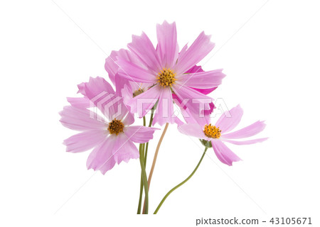kosmeya flowers isolated kosmeya flowers isolated 43105671