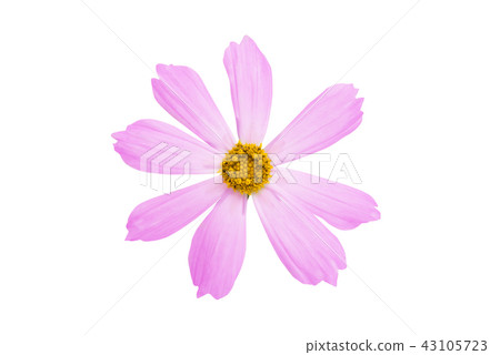 kosmeya flowers isolated kosmeya flowers isolated 43105723