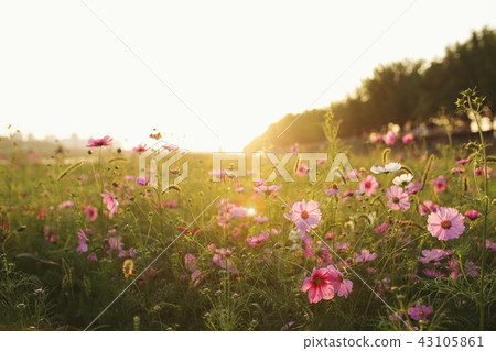 Cosmos Cosmos 43105861