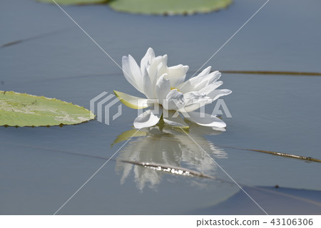 Lotus Lotus 43106306