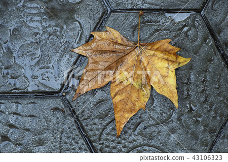 dry leaf on the pavement of a street in Barcelona dry leaf on the pavement of a street in Barcelona 43106323