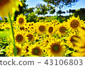 sunflower	 43106803