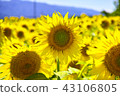 sunflower	 43106805