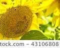 sunflower	 43106808
