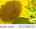 sunflower	 43106810