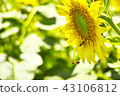 sunflower	 43106812