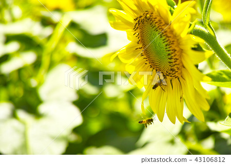 sunflower sunflower 43106812