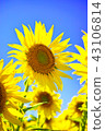 sunflower	 43106814