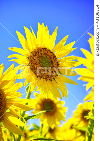 sunflower sunflower 43106814