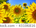 sunflower	 43106816