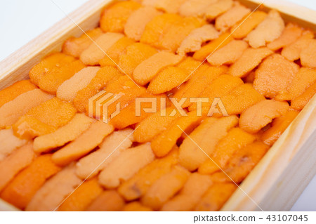 Sea urchin 43107045