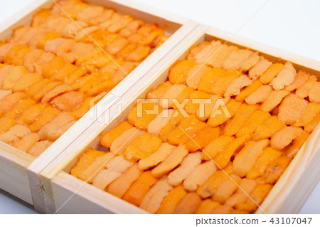 Sea urchin 43107047