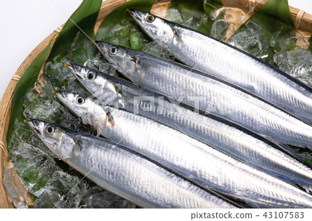 三馬成分 43107583