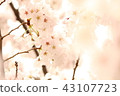 Sakura 43107723