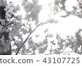 Sakura (glitter) 43107725