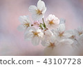 Sakura (fluffy) 43107728