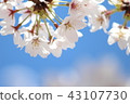 Sakura (from above) 43107730