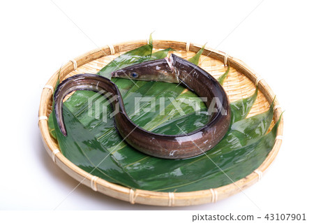 Hamo Foodstuff Hamo Foodstuff 43107901