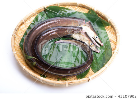 Hamo Foodstuff 43107902