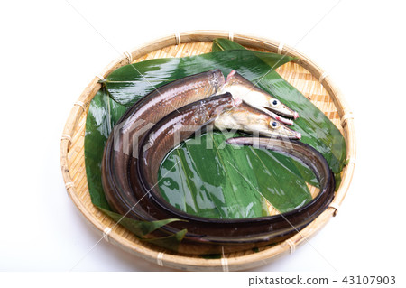 Hamo Foodstuff 43107903