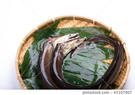 Hamo Foodstuff 43107907