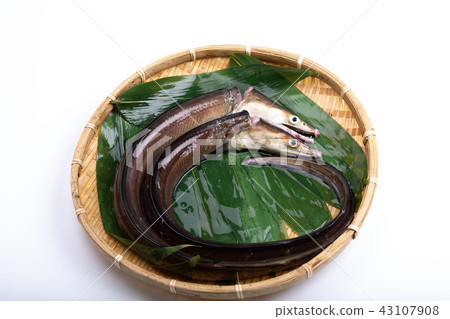 Hamo Foodstuff 43107908